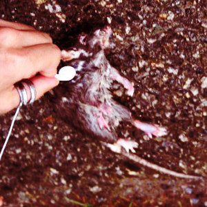 Cover art for 1st blood